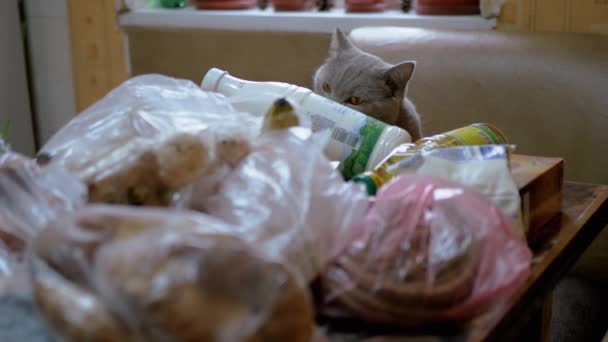Brittiska Gray Home Cat Sniffs, Inspekter, Uppackningar Inköp på Bord. Handlar. 4K — Stockvideo