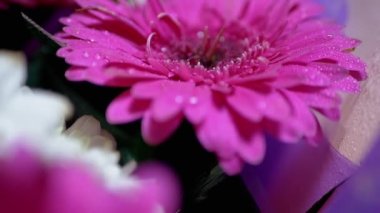 Kasımpatı çiçeğinin narin pembe yapraklarına su damlaları serpmek. 180fps