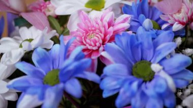Parlak, Lush Buket of Multicored Chrysanthemums, Papatya. 4 bin. Yakın plan.