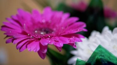 Kasımpatı çiçeğinin narin pembe yapraklarına su damlaları serpmek. 180fps