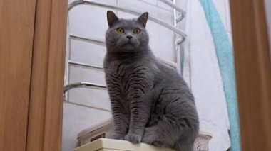 Gri İngiliz Safkan Kedisi Çamaşır Makinesine Oturdu, Hareket Nesnesini İzledi