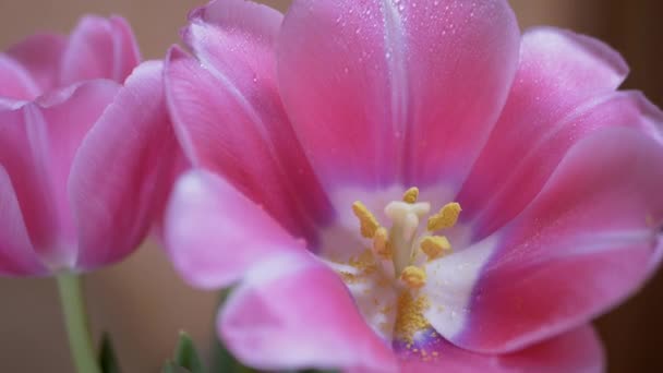 チューリップの繊細なピンクの花びらに水の滴をスプレーします。ズーム。閉鎖 — ストック動画