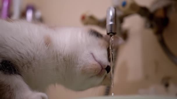 Ciekawy wielokolorowy kot domowy bada bieżącą wodę z kranu łazienkowego — Wideo stockowe
