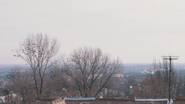 Karga sürüleri ağaçlarda oturur, daldan dala uçarlar. Baharın başı, 4K