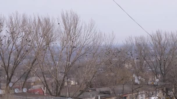 Stormi di corvi siedono sugli alberi, volano da un ramo all'altro. Inizio primavera, 4K — Video Stock