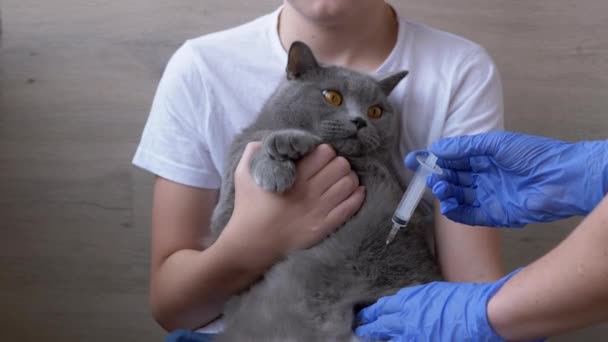 Veterinario le da a un gato británico una inyección, que está sentado en brazos de niño — Vídeos de Stock