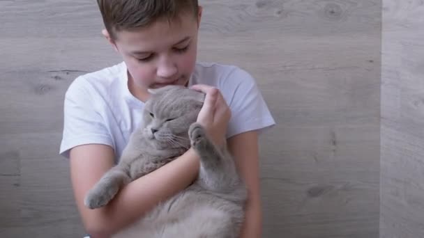 Smiling Boy Tightly Hugs a Gray British Purebred Cat Sitting in Arms. 4K — Vídeo de stock