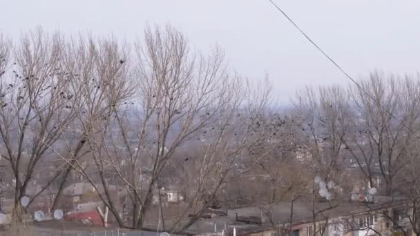 Зграї ворон сидять на деревах, летять з гілки на гілку. Рання весна, 4K — стокове відео