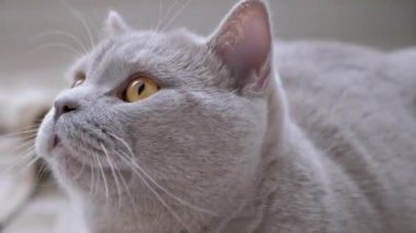 Yeşil Gözlü Meraklı İngiliz Kedisi Konunun Hareketini Aktif İzliyor. 4K