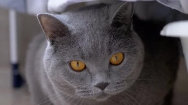 Meraklı Gri İngiliz Kedisi Yıkanmış Çamaşırların Arkasında Saklanıyor