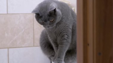 Banyodaki lavaboda oturan gri İngiliz safkan kedisi. Yakınlaştır. Kapat.