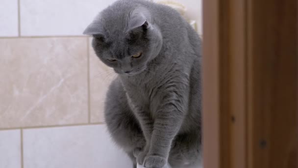 Banyodaki lavaboda oturan gri İngiliz safkan kedisi. Yakınlaştır. Kapat. — Stok video