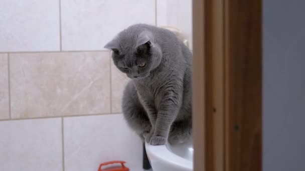 Grå Brittisk Purebred Katt Sitter på Tvättställ i Badrum. 4K. Närbild — Stockvideo