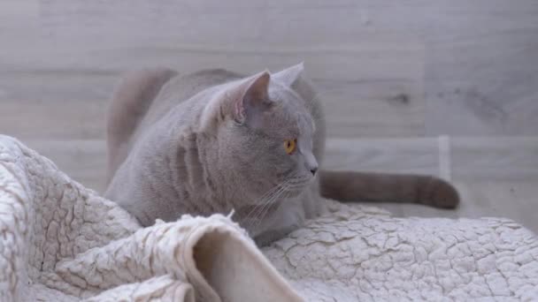 Curioso gato británico con ojos verdes Monitorea activamente el movimiento del sujeto. 4K — Vídeo de stock