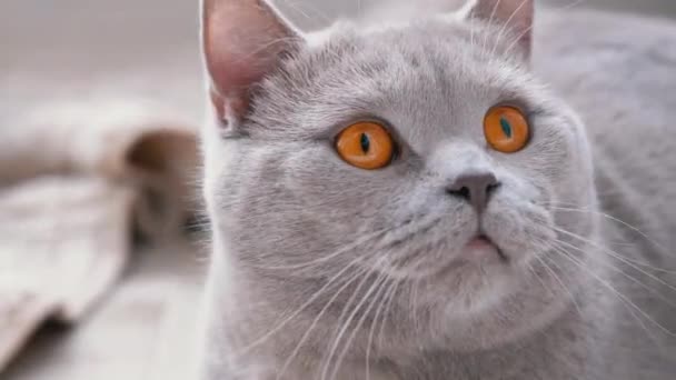 Nyfiken brittisk katt med gröna ögon övervakar aktivt rörelse av subjekt. 4K — Stockvideo