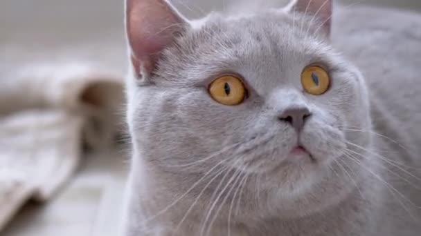 Curioso gato británico con ojos verdes Monitorea activamente el movimiento del sujeto. 4K — Vídeo de stock