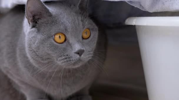 Penasaran Takut Gray Kucing Inggris bersembunyi di balik Linen Tercuci, Mengamati Bergerak — Stok Video