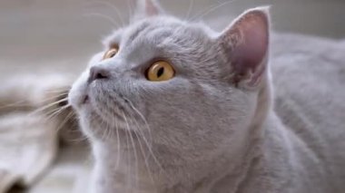 Yeşil Gözlü Meraklı İngiliz Kedisi Konunun Hareketini Aktif İzliyor. 4K