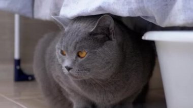 Meraklı Gri İngiliz Kedisi Yıkanmış Çamaşırların Arkasında Saklanıyor