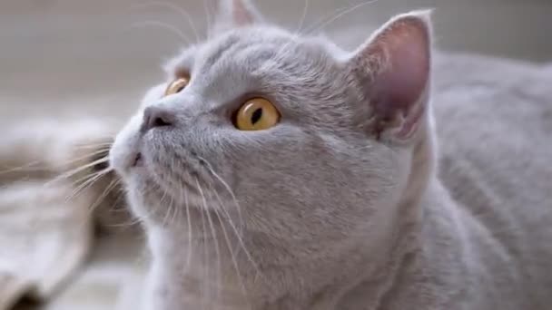 Curioso gato británico con ojos verdes Monitorea activamente el movimiento del sujeto. 4K — Vídeos de Stock