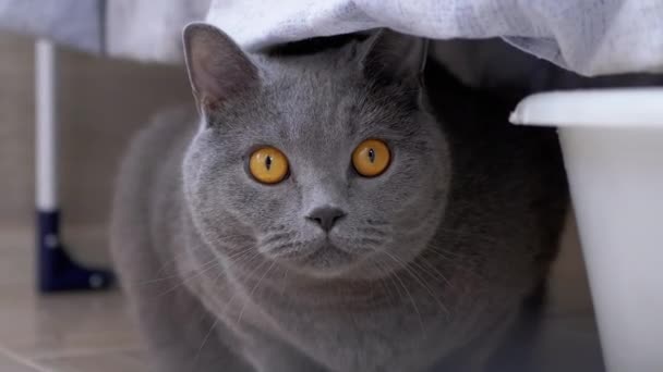 Curioso asustado gris británico gato se esconde detrás de ropa de cama lavada, Observación de movimiento. 4K — Vídeos de Stock