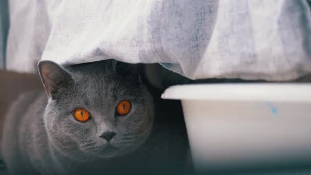 Любопытный испуганный серый британский кот прячется за стиркой белья, наблюдая за движением — стоковое видео