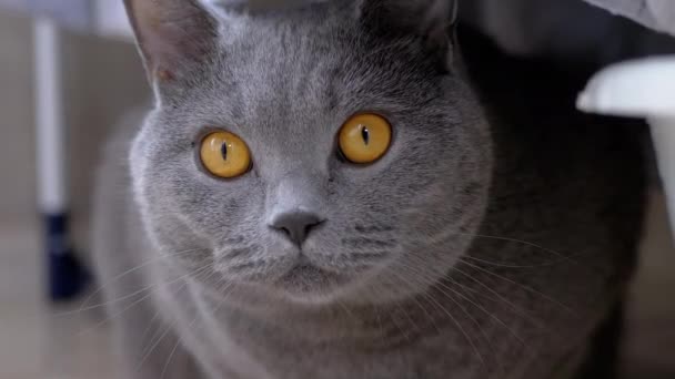Ciekawy przerażony szary brytyjski kot chowa się za mytą pościel, obserwując ruch — Wideo stockowe