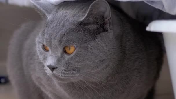 Curioso asustado gris británico gato se esconde detrás de ropa de cama lavada, Observación de movimiento. 4K — Vídeos de Stock
