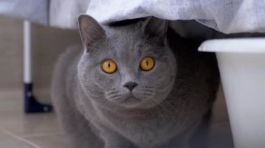 Meraklı Gri İngiliz Kedisi Yıkanmış Çamaşırların Arkasında Saklanıyor