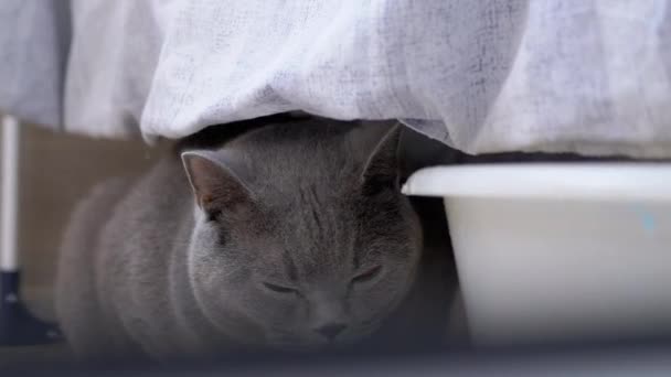 Curioso asustado gris británico gato se esconde detrás de ropa de cama lavada, Observación de movimiento — Vídeos de Stock