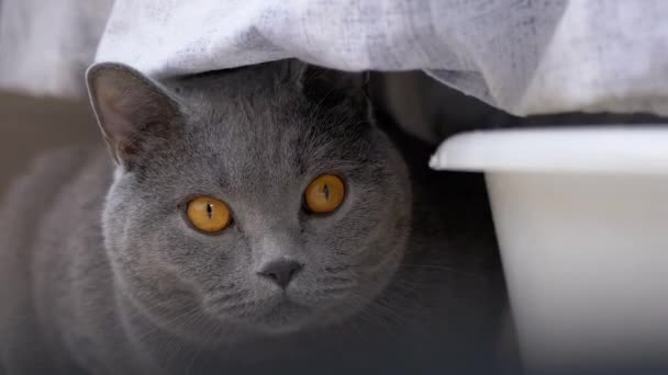 Curioso asustado gris británico gato se esconde detrás de ropa de cama lavada, Observación de movimiento. 4K — Vídeos de Stock