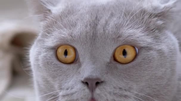 Curioso gato británico con ojos verdes Monitorea activamente el movimiento del sujeto. Zoom: — Vídeos de Stock