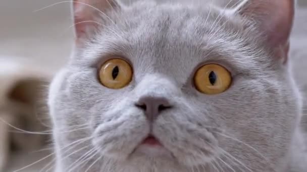 Curioso gato británico con ojos verdes Monitorea activamente el movimiento del sujeto. Zoom: — Vídeo de stock