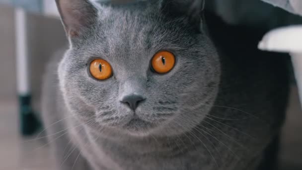 Ciekawy przerażony szary brytyjski kot chowa się za mytą pościel, obserwując ruch — Wideo stockowe