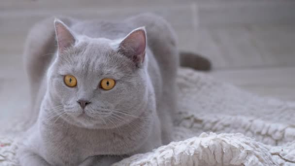 Curioso gatto britannico con occhi verdi controlla attivamente il movimento del soggetto. 4K — Video Stock