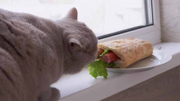 空腹の英国猫はソーセージとジュースアメリカのホットドッグを食べたい,レタス — ストック動画