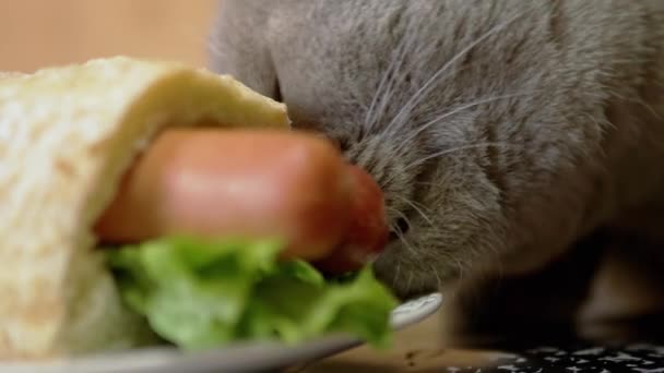 Hambriento gato británico muerde un jugoso perro caliente americano con salchichas, lechuga — Vídeo de stock
