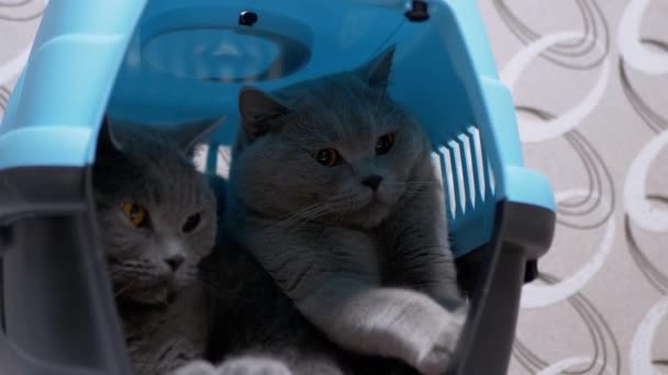 Two British Home Gray Cats are Sitting in a Carrier Box, Resting. 4K — Stock Video