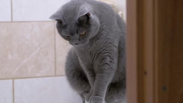 Gray British Purebred Cat sedí na umyvadle v koupelně. Zoom. Zavřít — Stock video