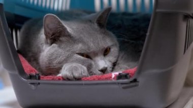 British Home Gray Cat, Carrier Box 'ın içinde yatıyor, dinleniyor, uyuyor. 4K