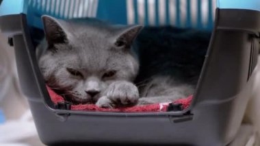 British Home Gray Cat, Carrier Box 'ın içinde yatıyor, dinleniyor, uyuyor. 4K