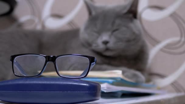 Породистая серая британская кошка с очками, лгущая на книгах в комнате. Zoom — стоковое видео