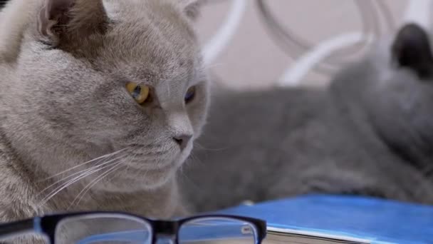 部屋の散乱本に眼鏡が付いている2つの徹底した繁殖グレーの英国の猫 — ストック動画