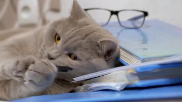 Thoroughbred Gray British Cat Plays with a Pen on Scattered Books on Table. 4K — Stockvideo