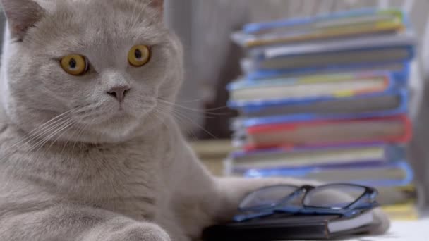 Plnokrevný šedý britský kocour s brýlemi leží u hromady knih na stole — Stock video