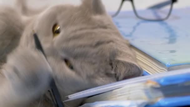 Thoroughbred Grå Brittisk Katt Leker med en Penna på Utspridda Böcker på Bord. Zoom — Stockvideo