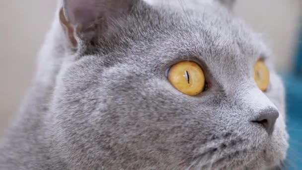 Gray British Domestic Cat with Large Brown Eyes Monitors Movement. Close up. 4K — Stock Video