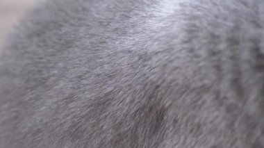 İngiliz Safkan Kedisi 'nin kalın, parlak, yoğun gri yünü. Yakın plan. 4K