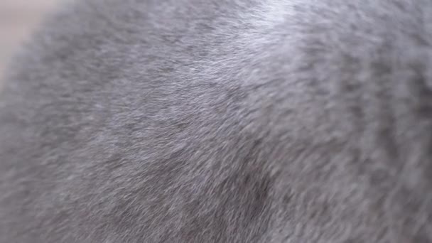 Gruesa, brillante y densa lana gris del gato doméstico británico de pura raza. Primer plano. 4K — Vídeo de stock