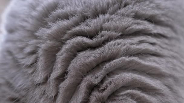 Gruesa, brillante y densa lana gris del gato doméstico británico de pura raza. De cerca. 4K — Vídeos de Stock